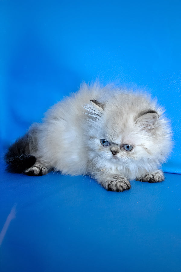 Paola | Persian Kitten