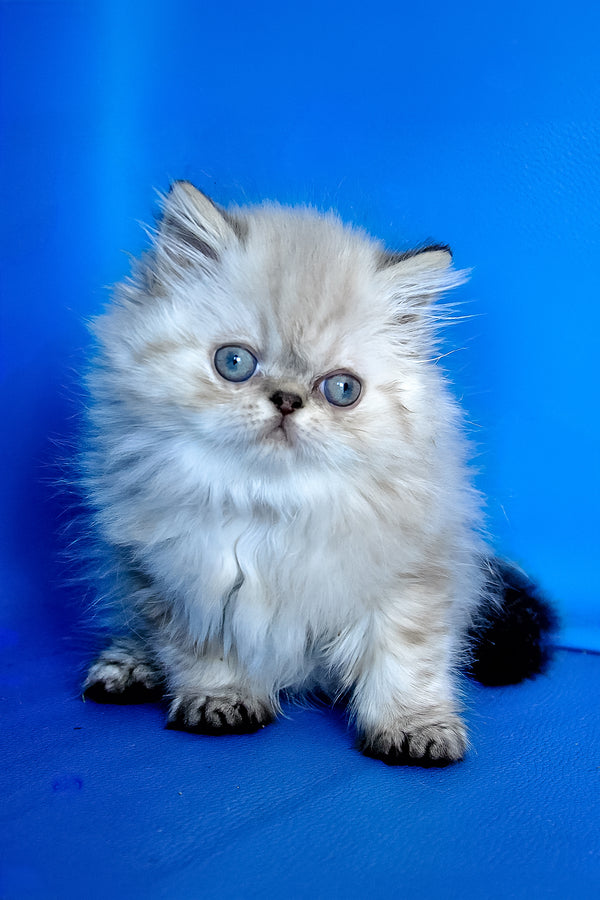 Paola | Persian Kitten