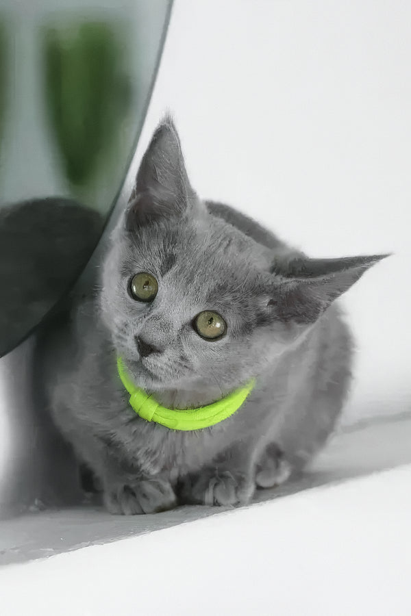 Walet | Russian Blue Kitten