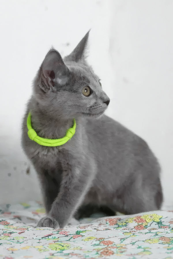 Walet | Russian Blue Kitten
