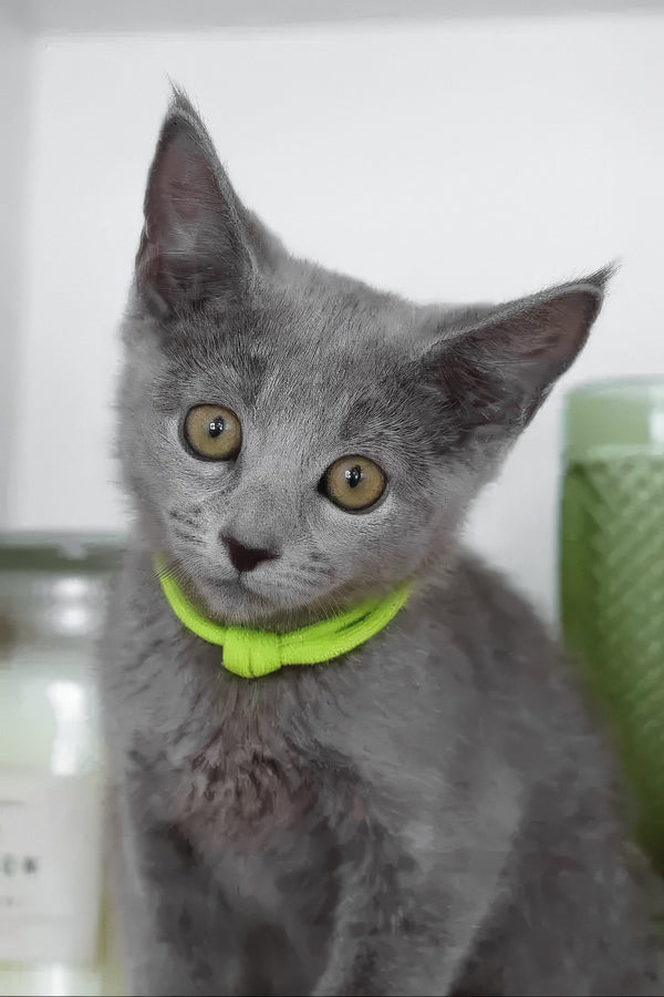 Walet | Russian Blue Kitten