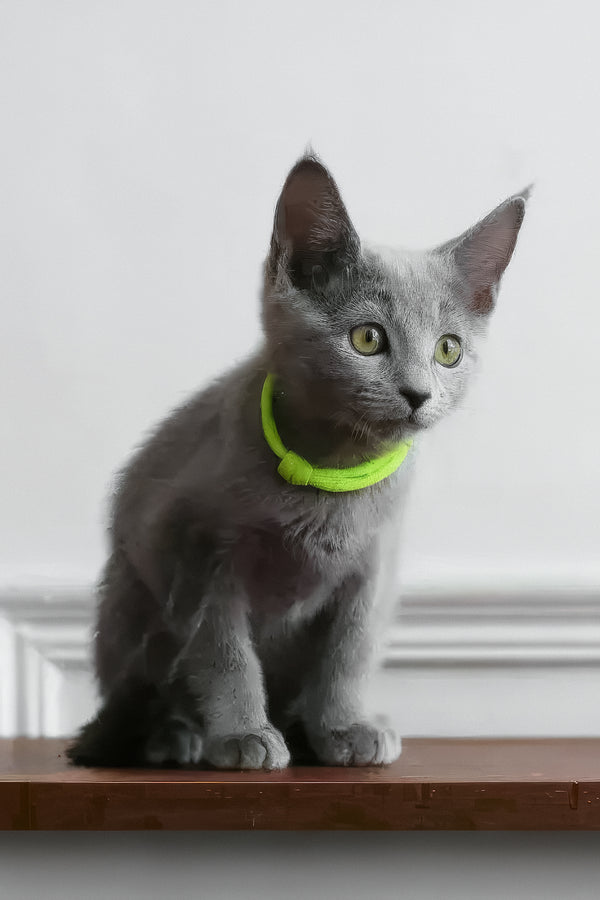 Walet | Russian Blue Kitten