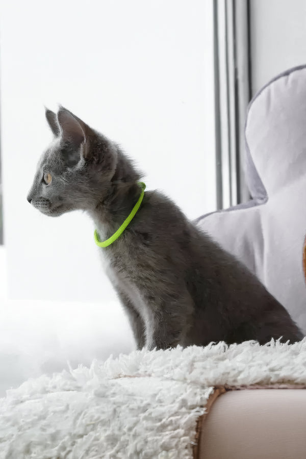 Walet | Russian Blue Kitten