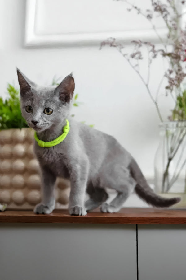 Walet | Russian Blue Kitten