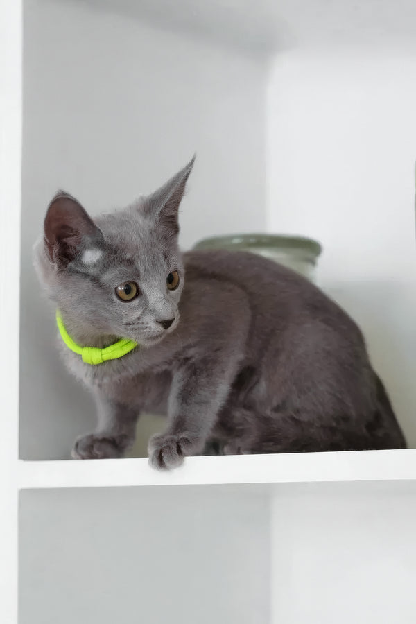 Walet | Russian Blue Kitten