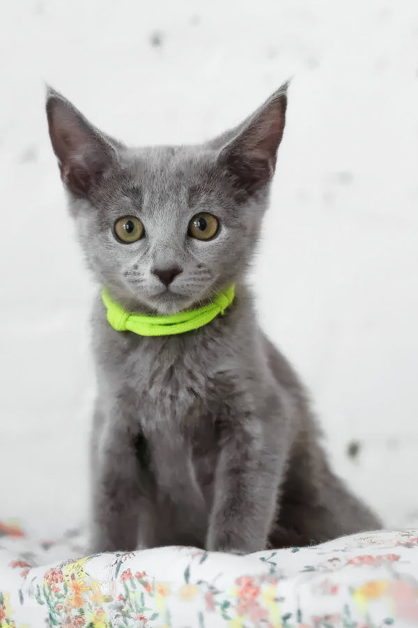 Walet | Russian Blue Kitten