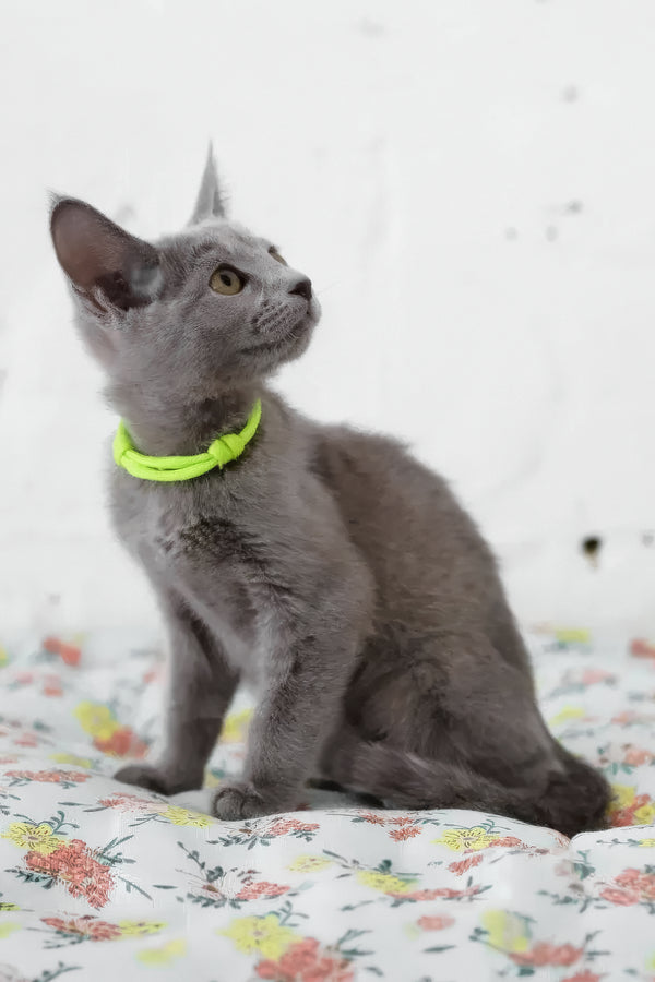 Walet | Russian Blue Kitten