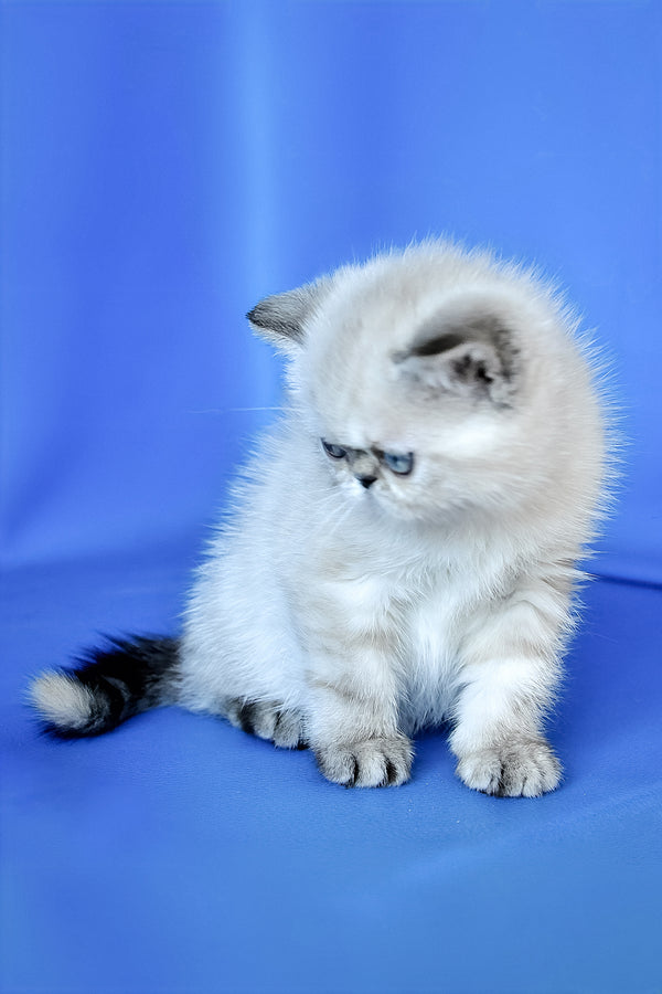 Polly | Exotic Shorthair Kitten