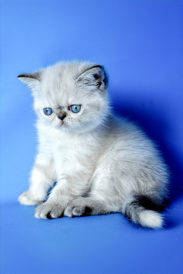 Polly | Exotic Shorthair Kitten