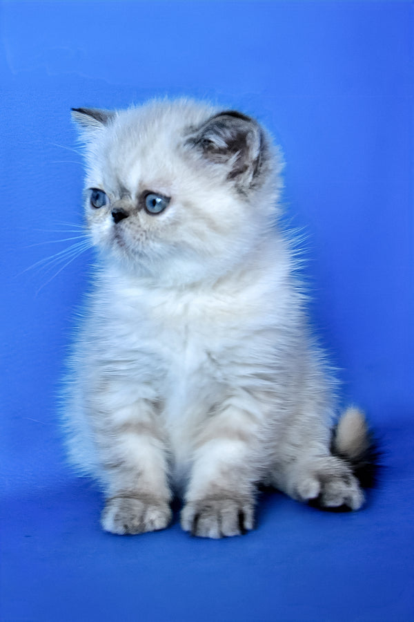 Polly | Exotic Shorthair Kitten
