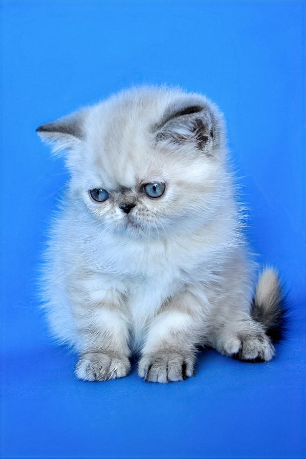 Polly | Exotic Shorthair Kitten