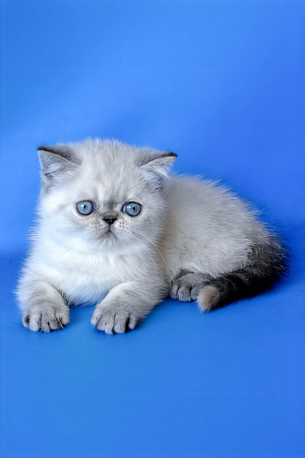 Polly | Exotic Shorthair Kitten