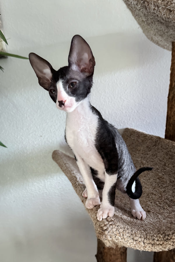 Paintball | Cornish Rex Kitten