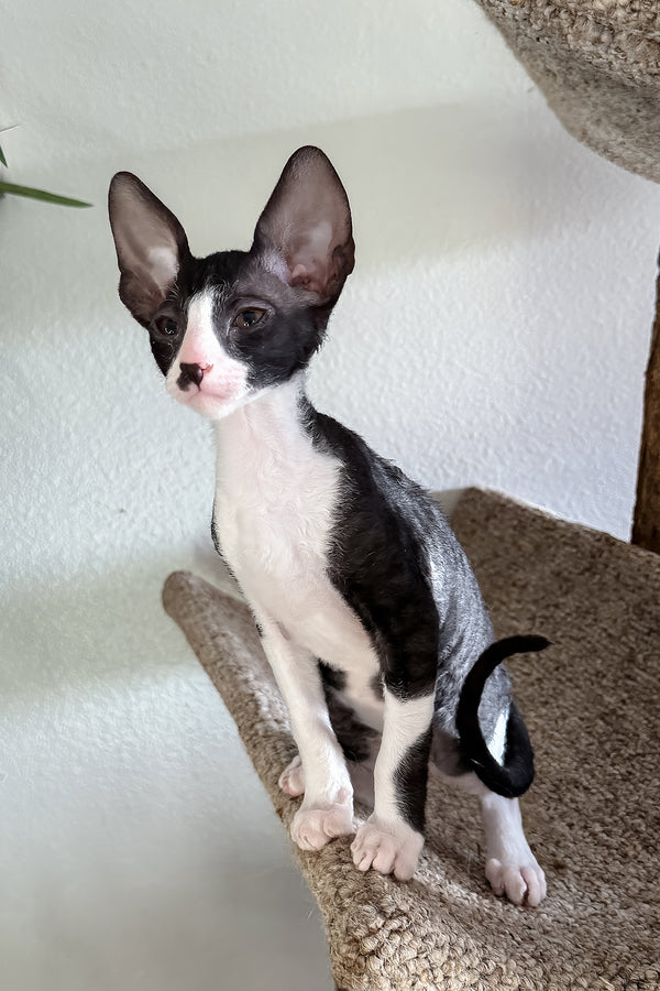 Paintball | Cornish Rex Kitten