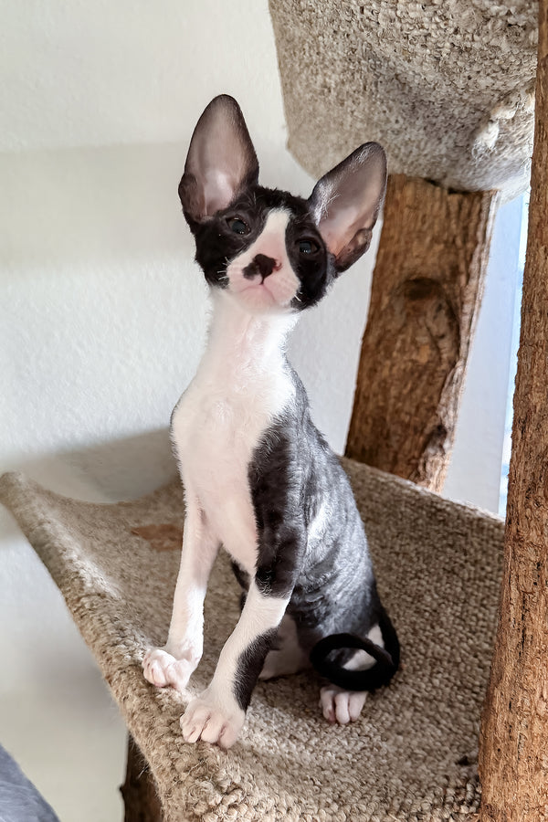 Paintball | Cornish Rex Kitten