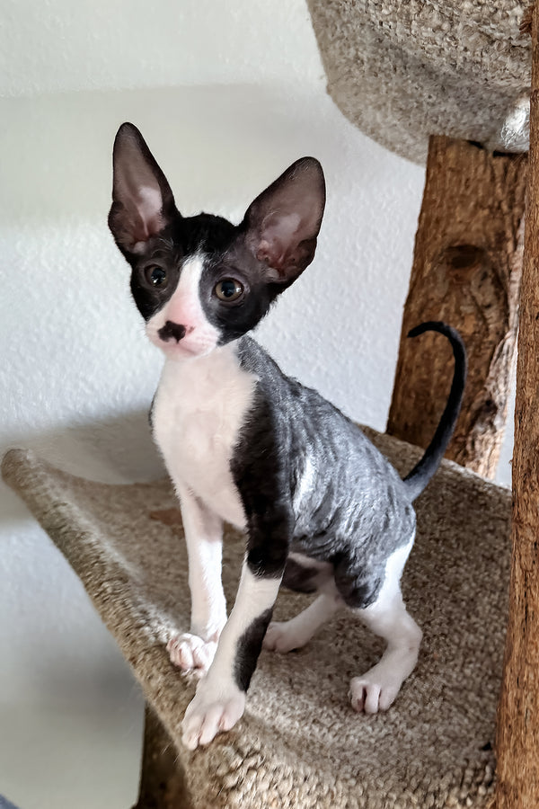 Paintball | Cornish Rex Kitten