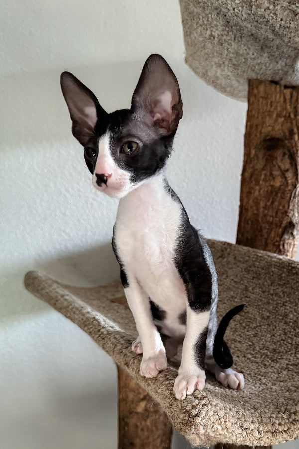 Paintball | Cornish Rex Kitten