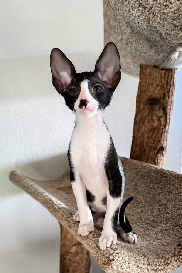 Paintball | Cornish Rex Kitten