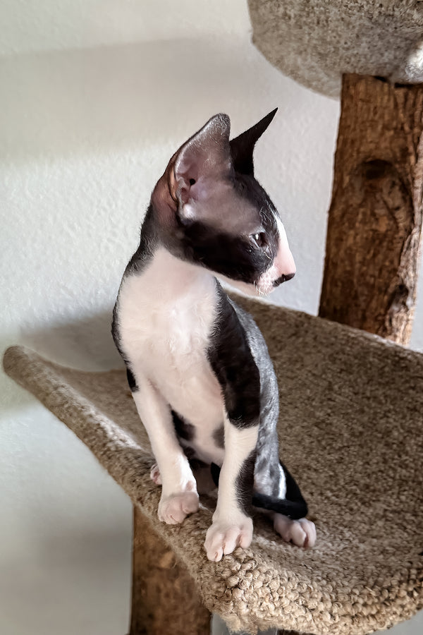 Paintball | Cornish Rex Kitten