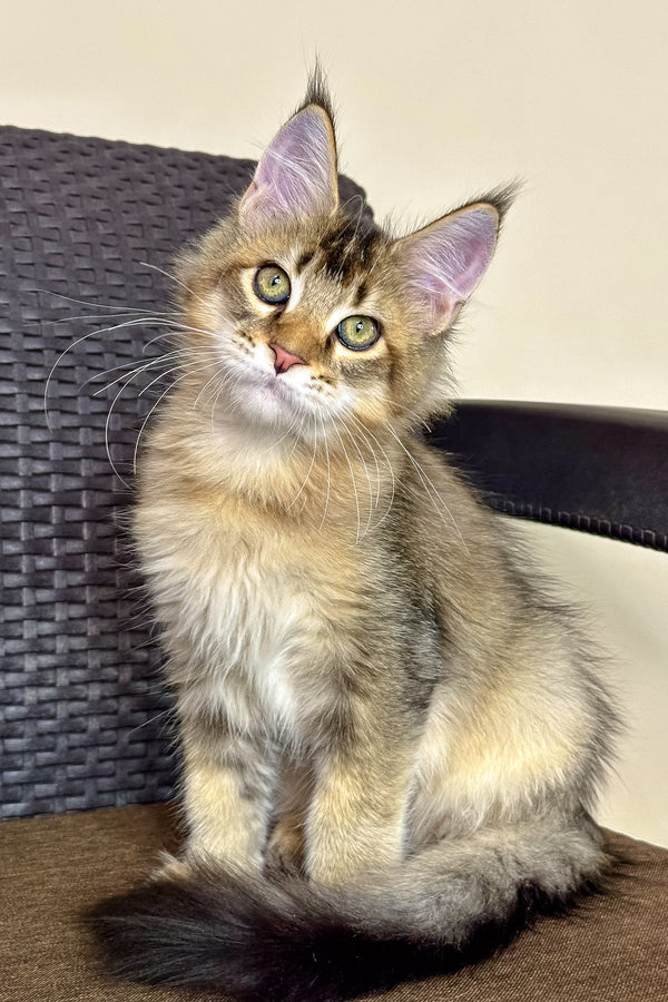 Pallmer | Maine Coon Kitten