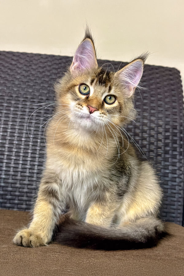 Adopt your Sweet Maine Coon Kitten, Pallmer! Purebred Kitties