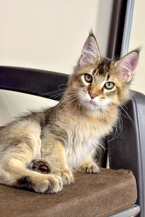 Pallmer | Maine Coon Kitten