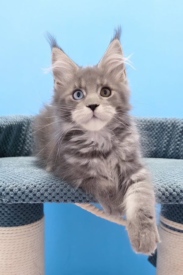 Palmyra | Maine Coon Kitten