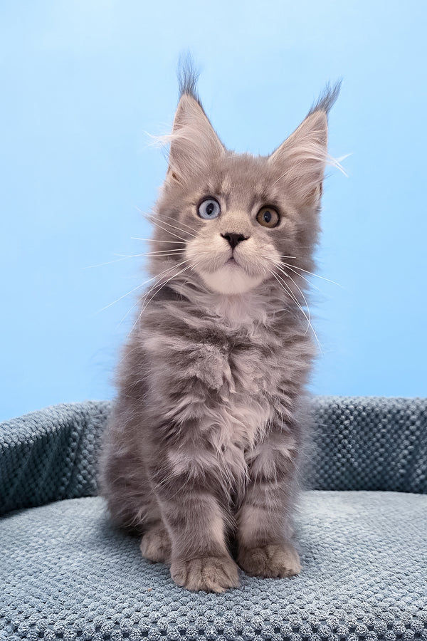 Palmyra | Maine Coon Kitten