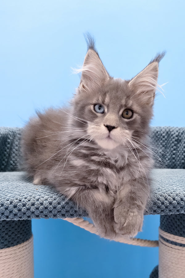 Palmyra | Maine Coon Kitten