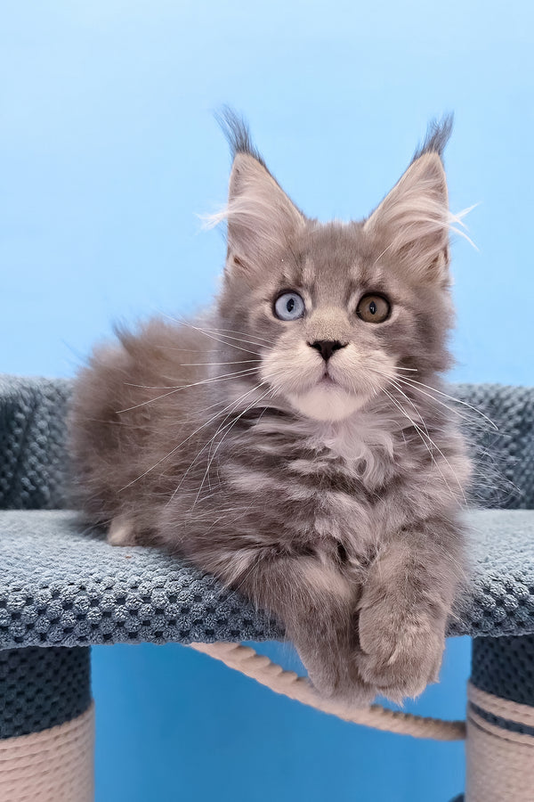 Palmyra | Maine Coon Kitten