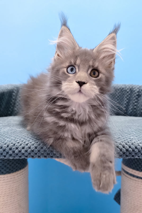 Palmyra | Maine Coon Kitten