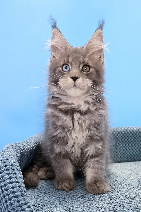 Palmyra | Maine Coon Kitten