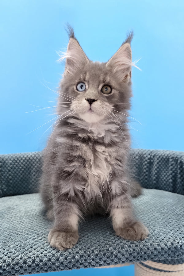 Palmyra | Maine Coon Kitten