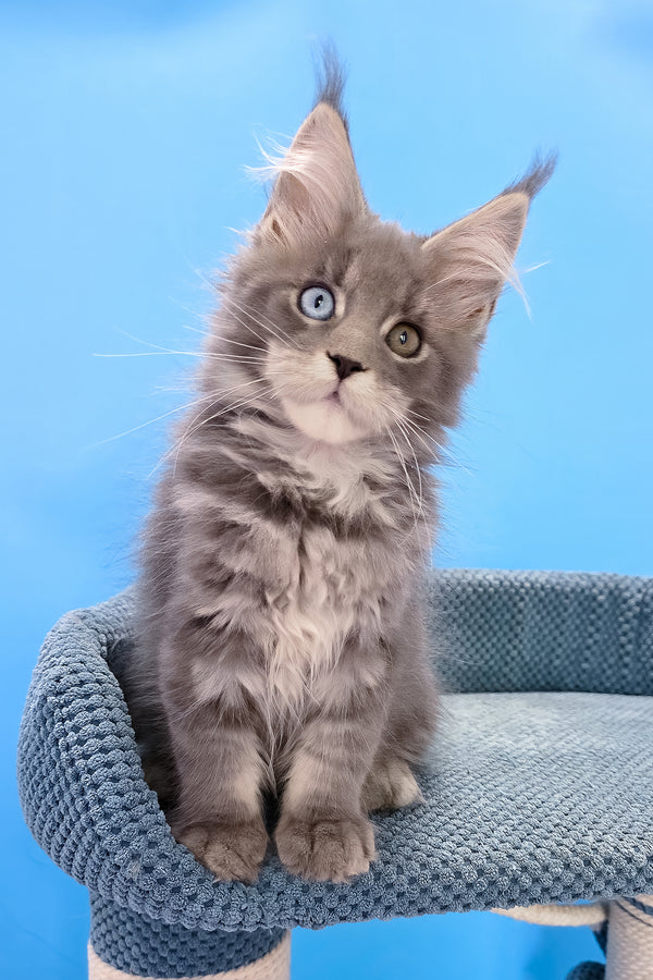 Palmyra | Maine Coon Kitten
