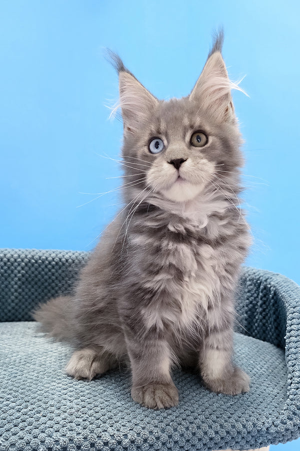Palmyra | Maine Coon Kitten