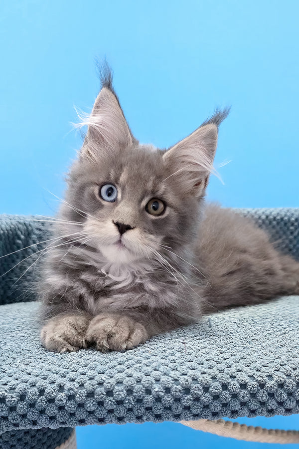 Palmyra | Maine Coon Kitten