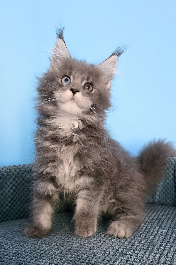 Palmyra | Maine Coon Kitten