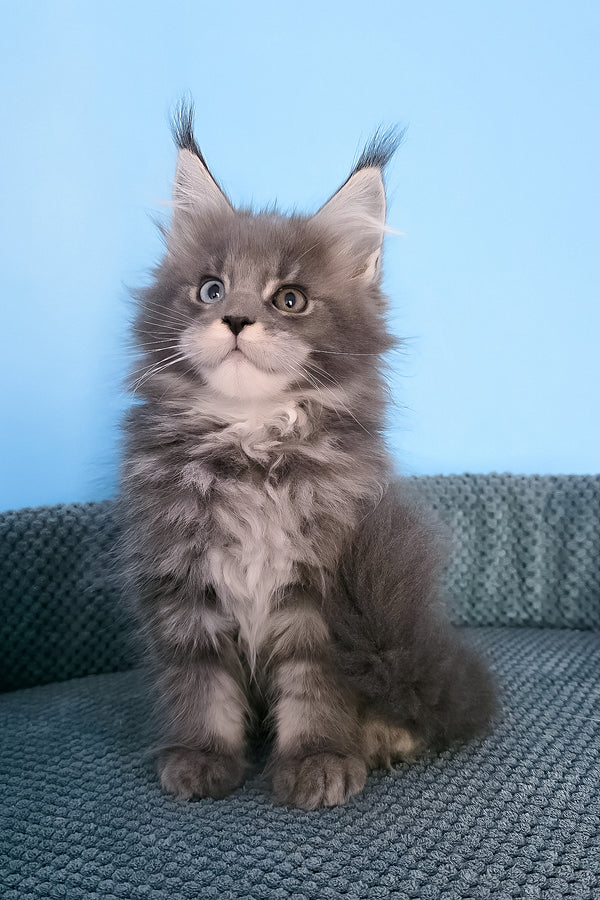 Palmyra | Maine Coon Kitten