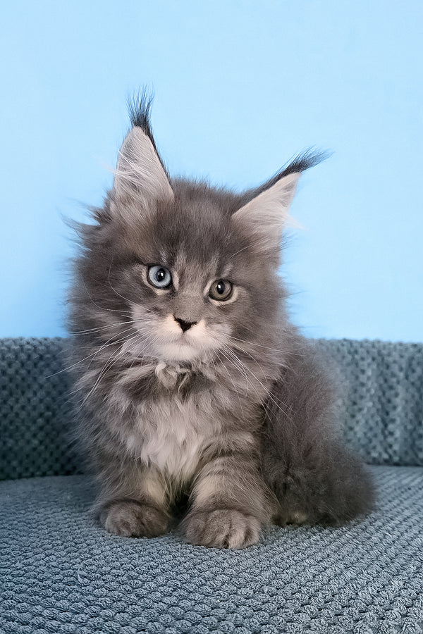 Palmyra | Maine Coon Kitten