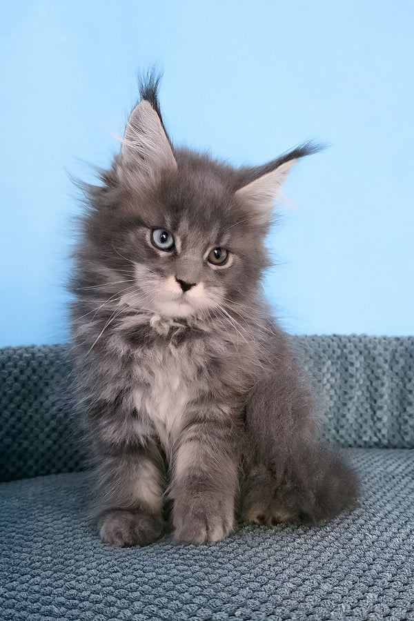 Palmyra | Maine Coon Kitten