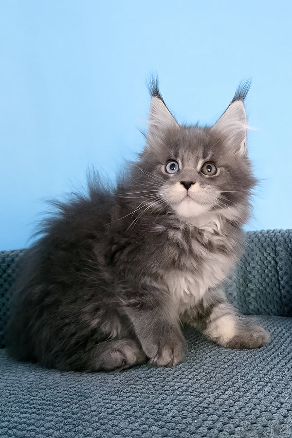 Palmyra | Maine Coon Kitten