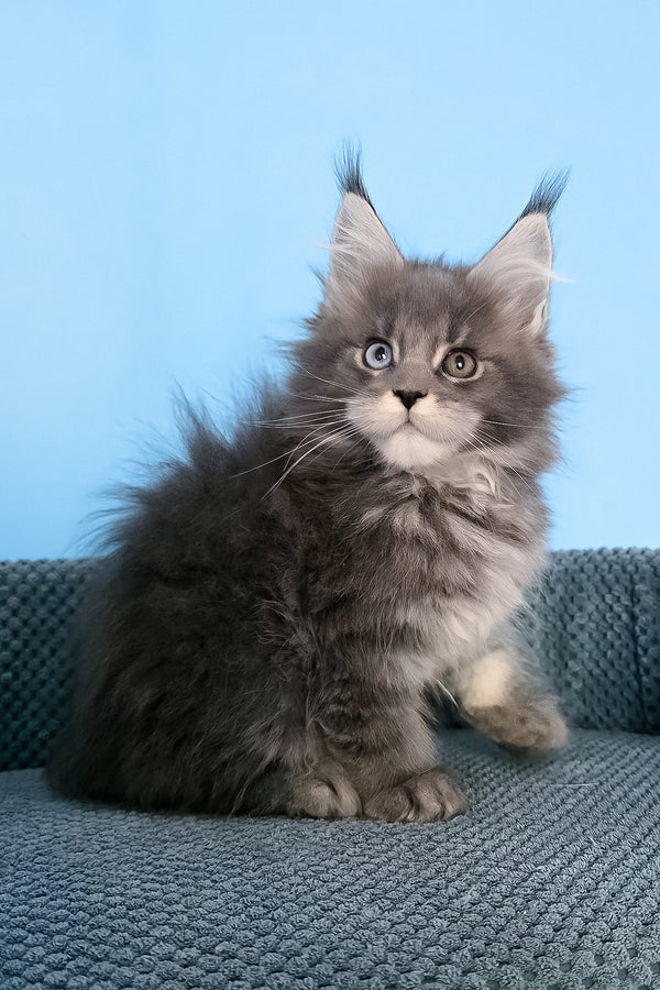 Palmyra | Maine Coon Kitten