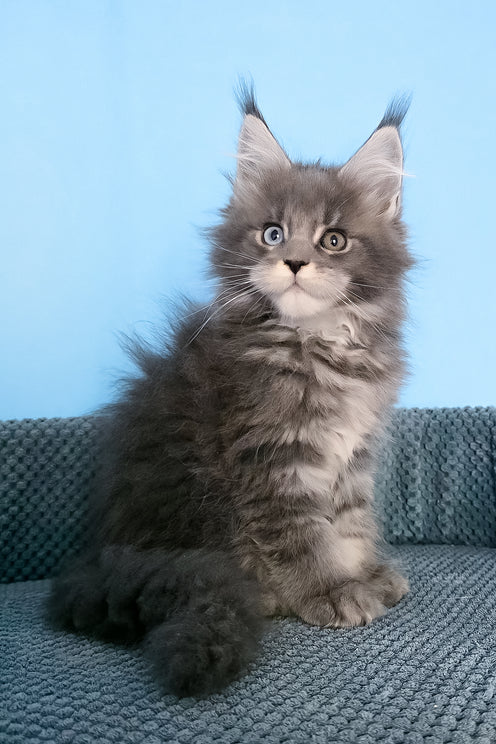 Palmyra | Maine Coon Kitten