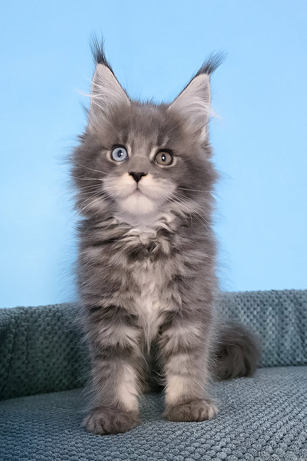 Palmyra | Maine Coon Kitten