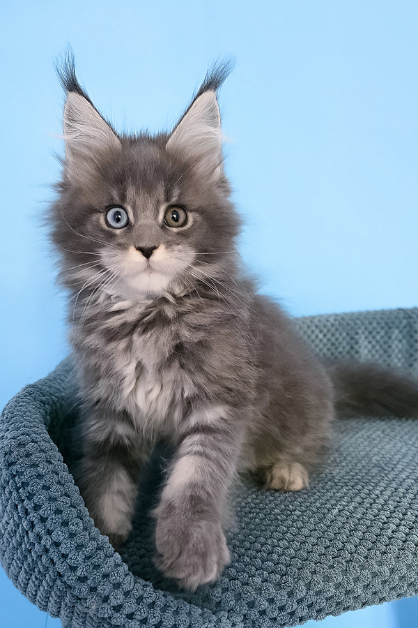 Palmyra | Maine Coon Kitten