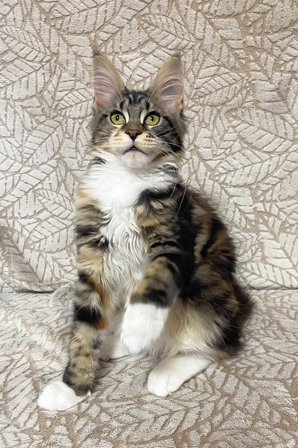 Palmyra | Maine Coon Kitten
