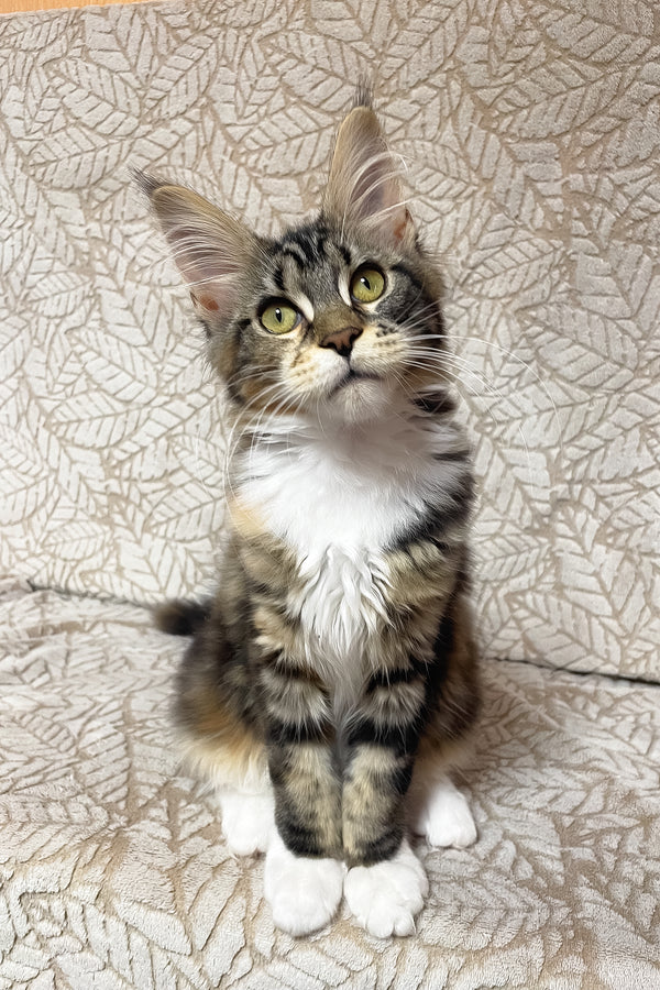 Palmyra | Maine Coon Kitten