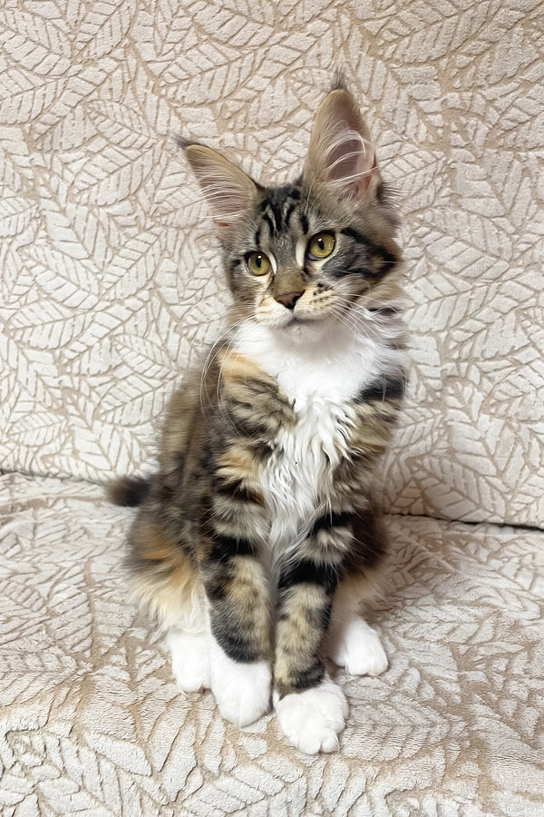 Palmyra | Maine Coon Kitten
