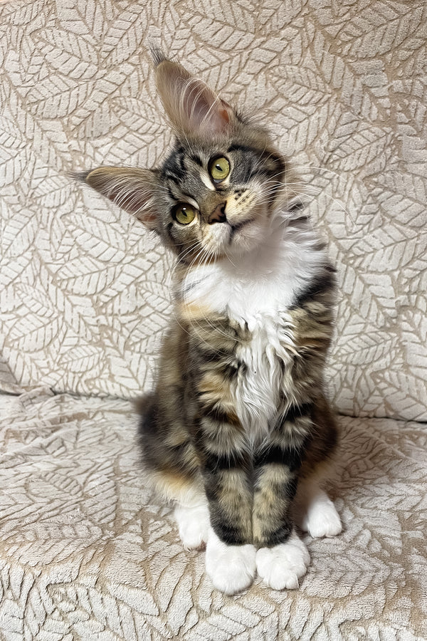 Palmyra | Maine Coon Kitten