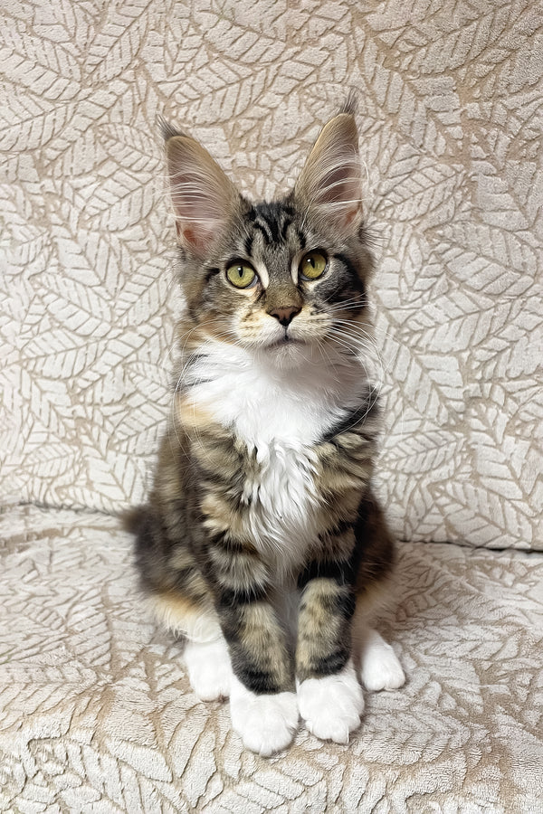 Palmyra | Maine Coon Kitten